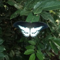 <i>Papilio polymnestor</i> Cramer, 1775
